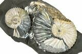 Iridescent Ammonite (Deshayesites) Fossil Cluster #301321-1